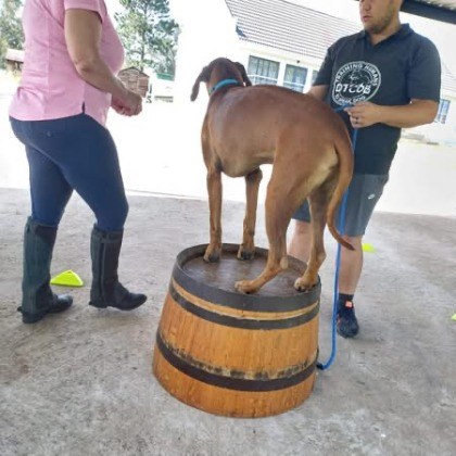 A dog balancing on an upturned wooden barrel while its handler steadies the lead