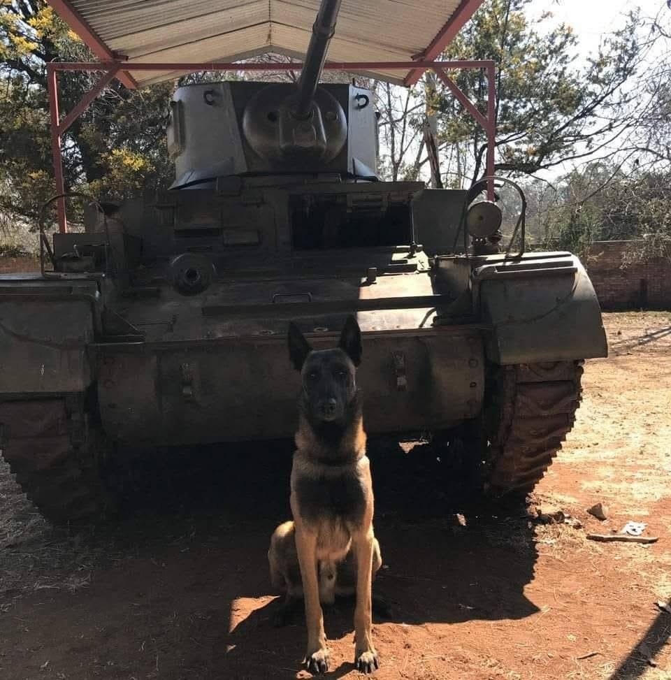 Vito, a Belgian Malinois, sitting square in the red dust in front of an old army tank