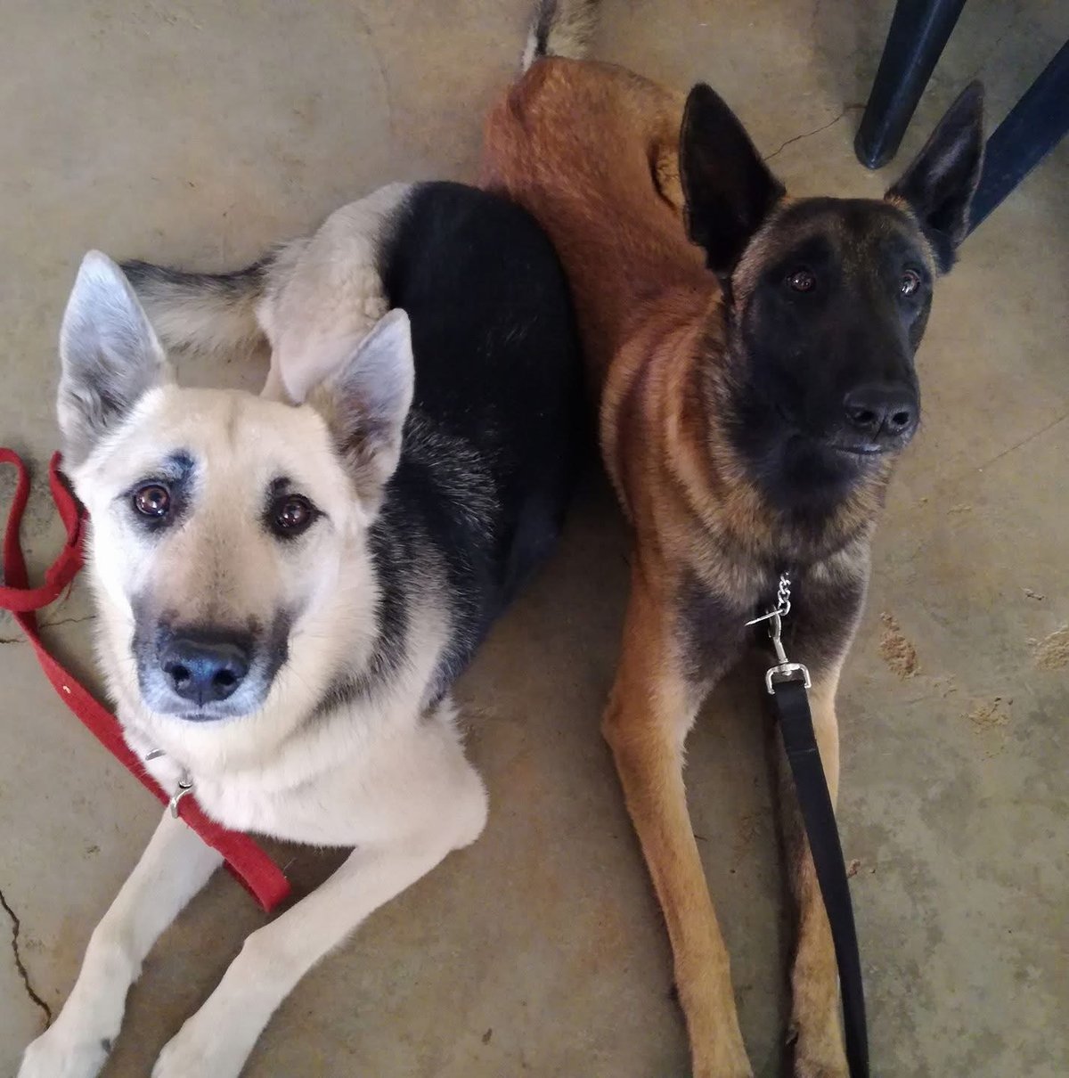 A German Shepherd and a Malinois lying side by side